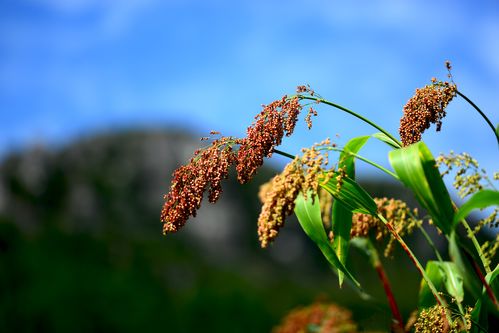 高粱釀酒 茅臺的獨特魅力與谷類作物酒的多樣風采