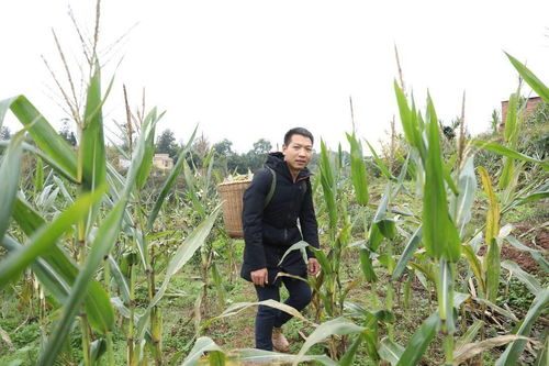 四川瀘州90后大學生返鄉創業，試種紫黑玉米喜獲豐收